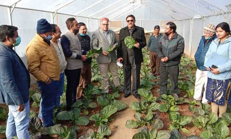 Mustard greens cultivation