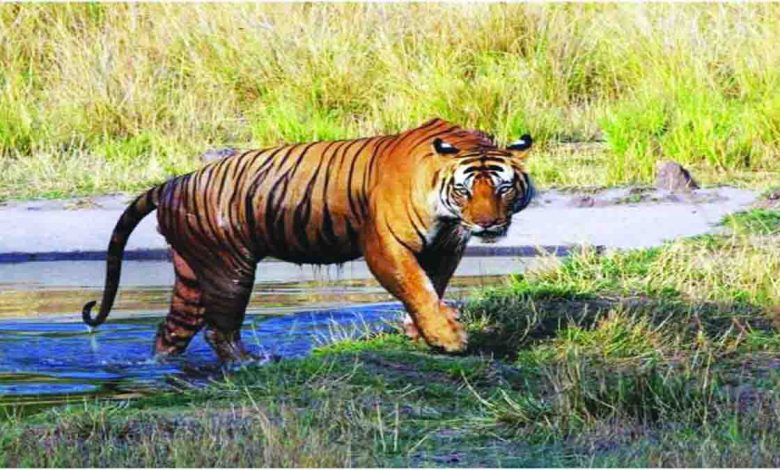 2021-begins-on-deadly-note-for-tigers--16-die-in-jan