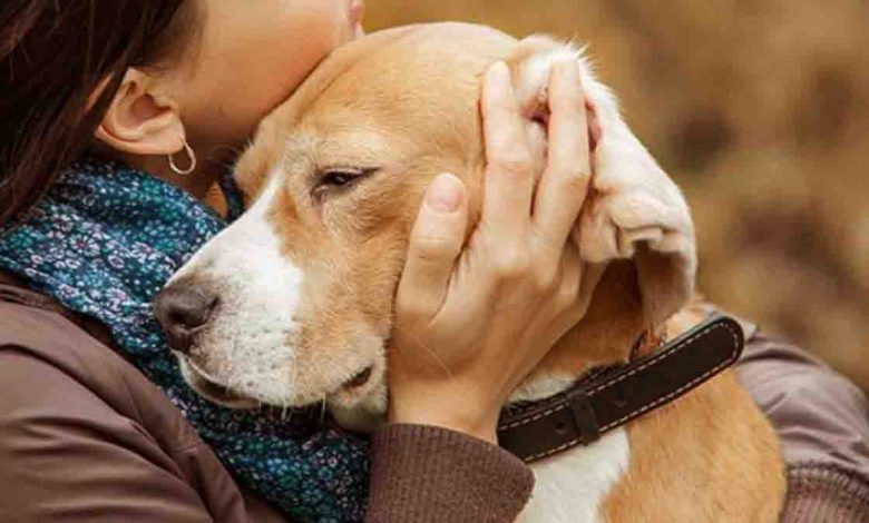Free canine first aid workshop to be held in Doon