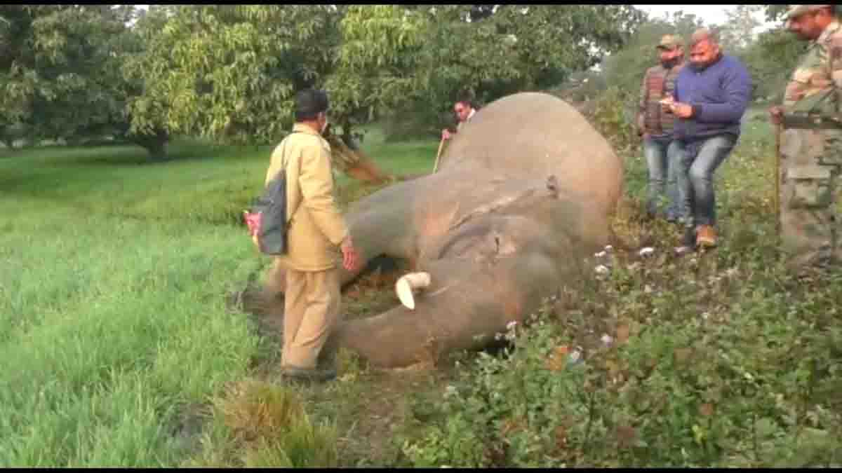 Tusker found dead in Corbett landscape