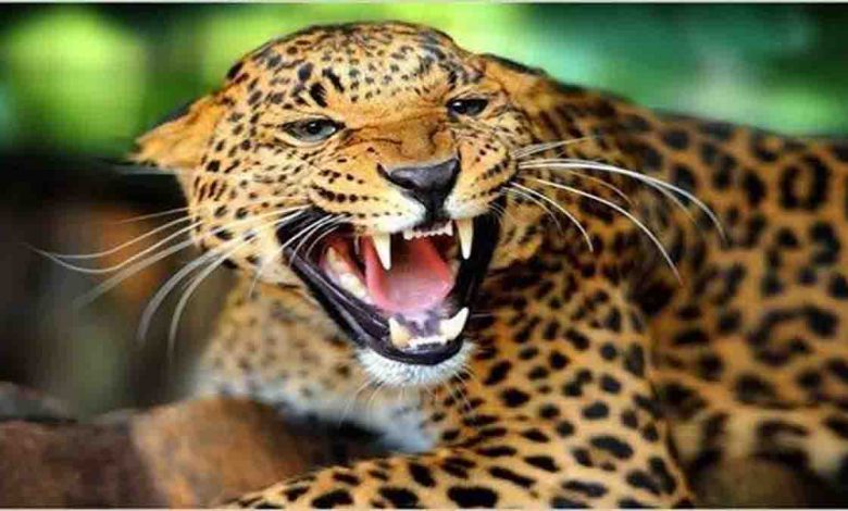 Woman killed by leopard