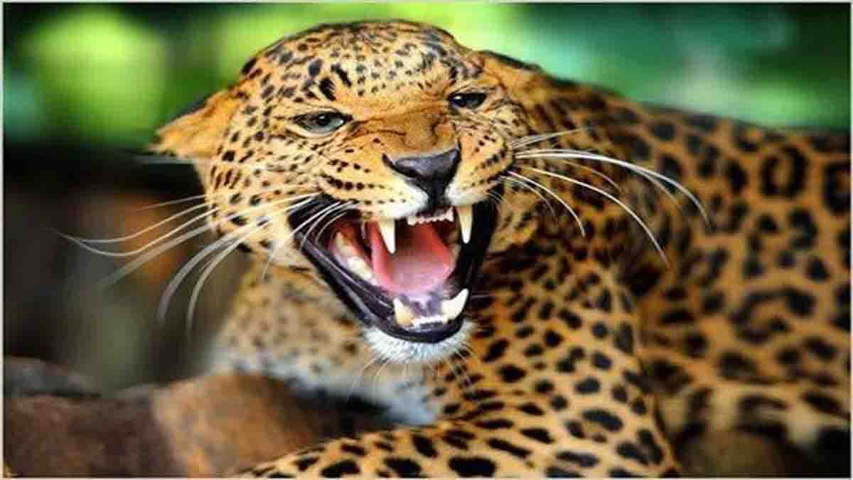 Woman killed by leopard