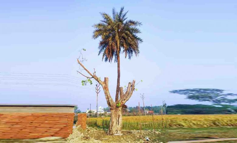 Peepal and date palm growing from it transplanted