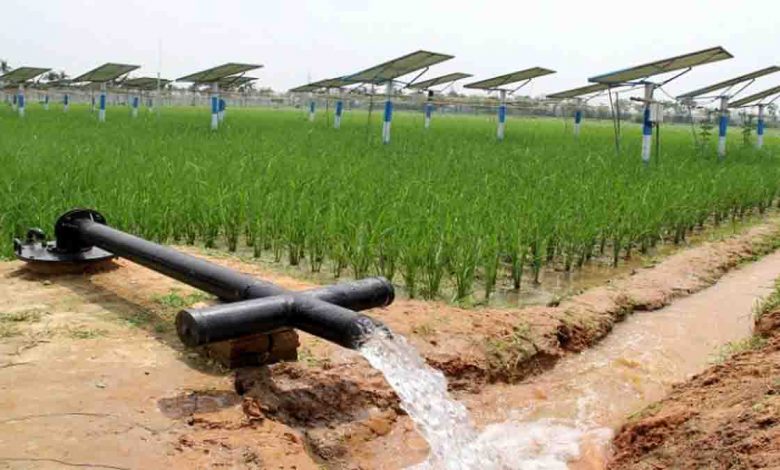 The bane of water guzzling agriculture