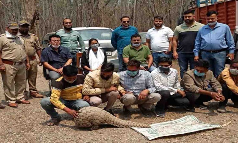 Six men caught with live pangolin