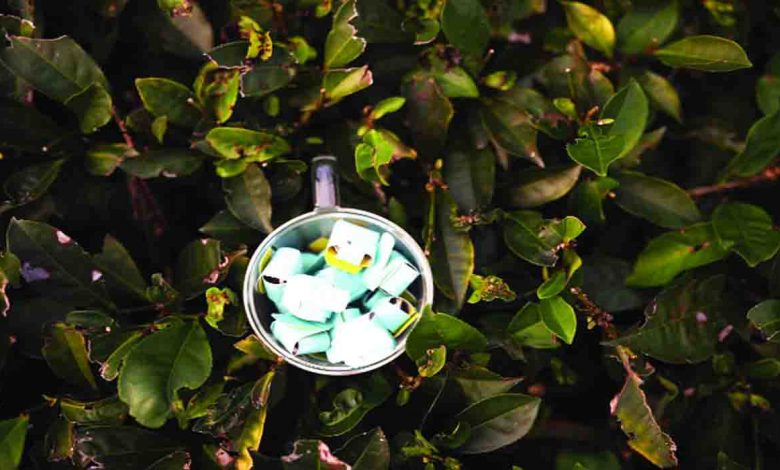 tea-story-dip-by-dip