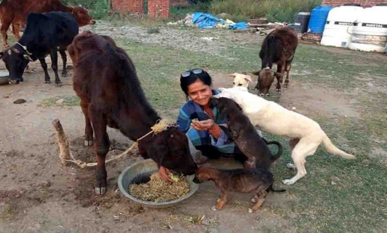 City based NGO has saves hundreds of stray animals