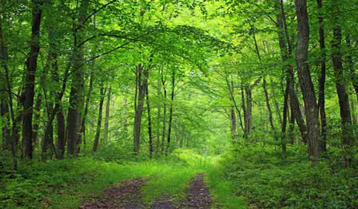 Aspects discussed to expedite forest land transfer
