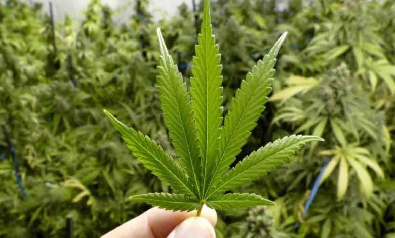Hemp harvest from French seeds in Bageshwar soon