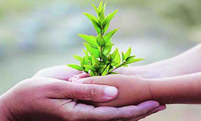 Activists sceptical about MCD's compensatory plantation decision