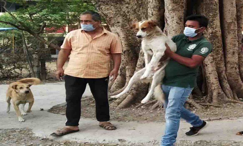 HSI survey shows 66% street dogs sterilised in Doon