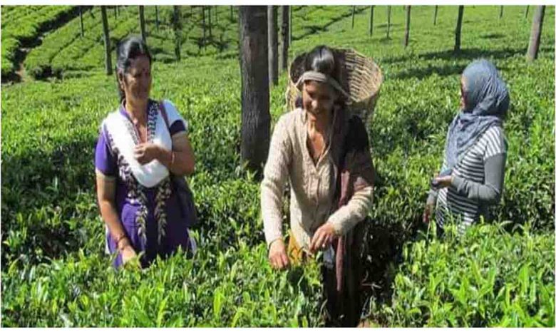 Simgadi tea garden- helping farmers augment their income