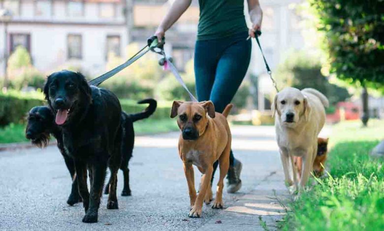 Dogs soiling public places- MCD to penalise owners