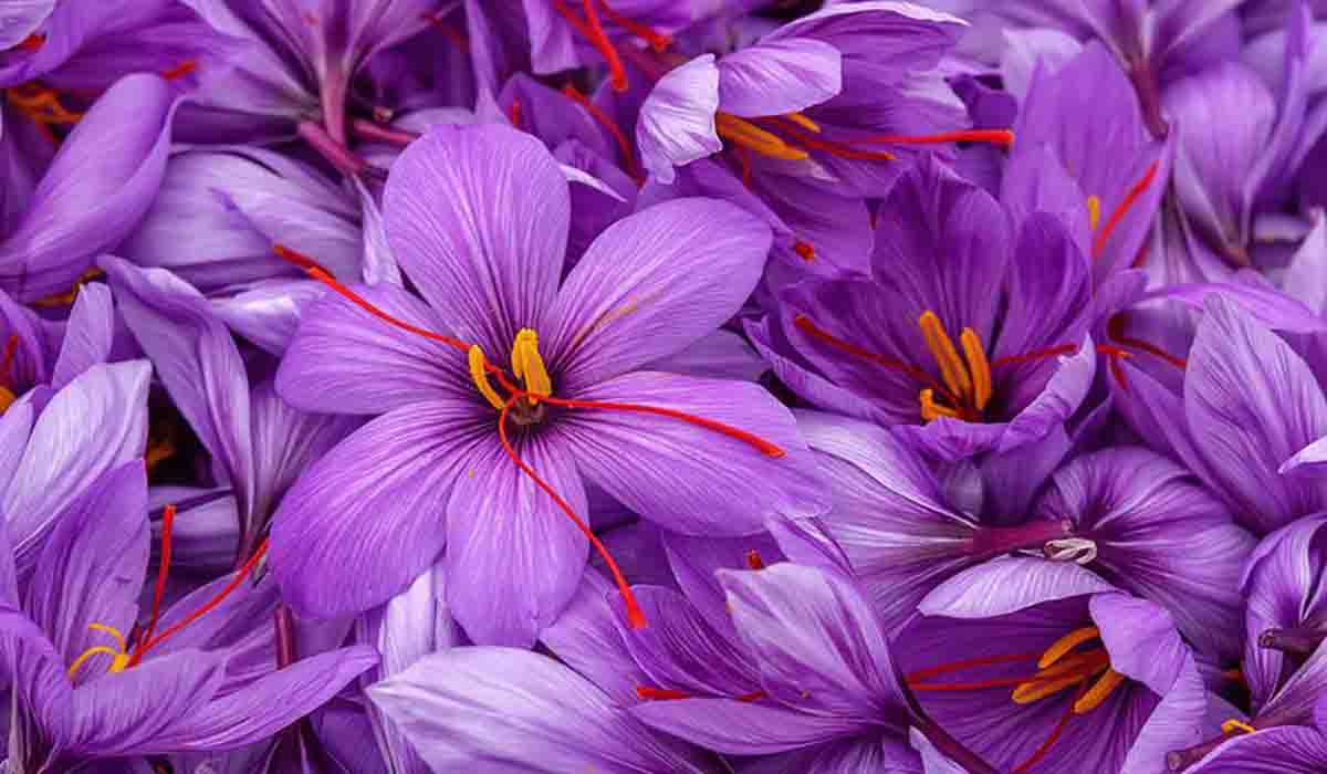 Saffron to be grown in all blocks of Almora district