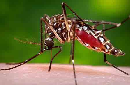 Dengue-Malaria