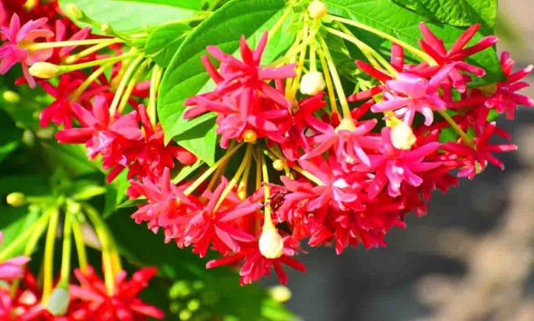 Surabhi Vatika aromatic garden opened in Lalkuan