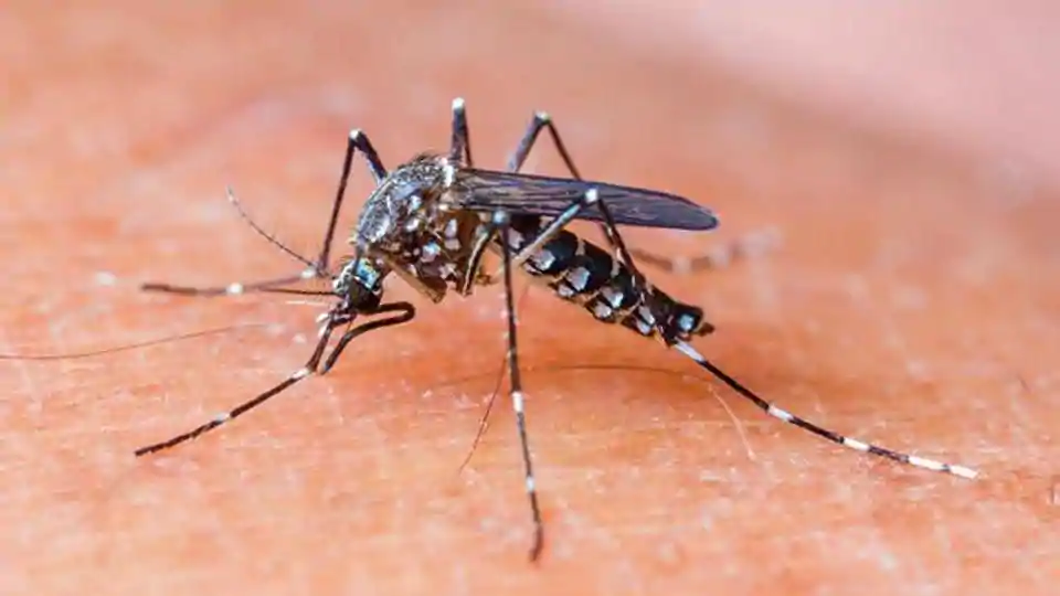dengue