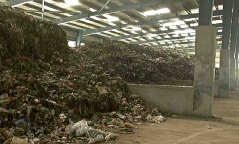 Sheeshambada plant