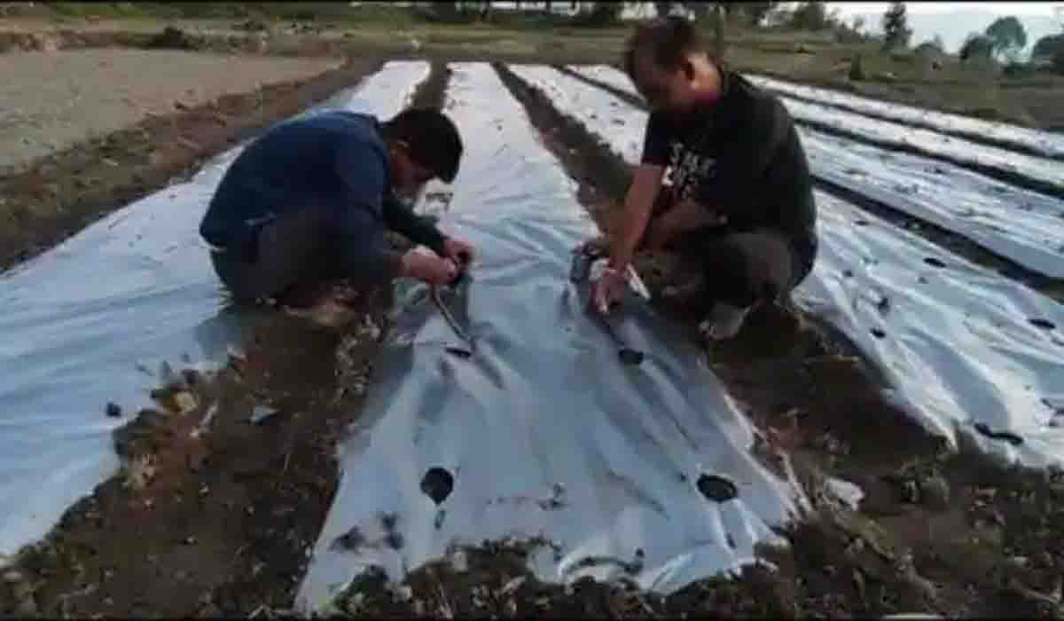 Soil Mulching