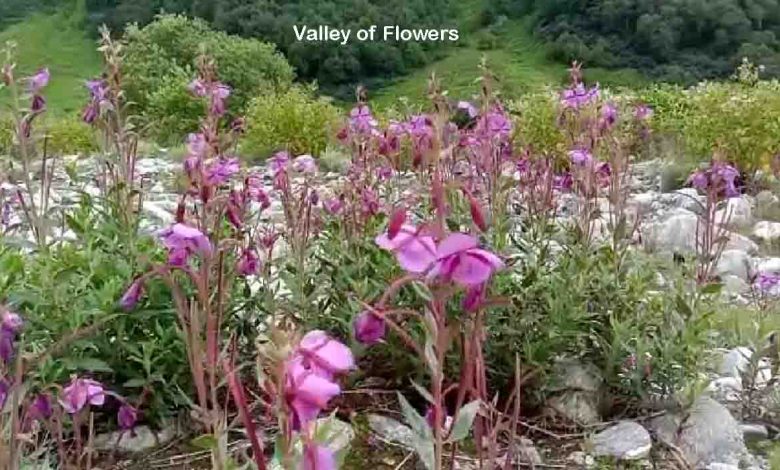 Valley of Flowers closed to public