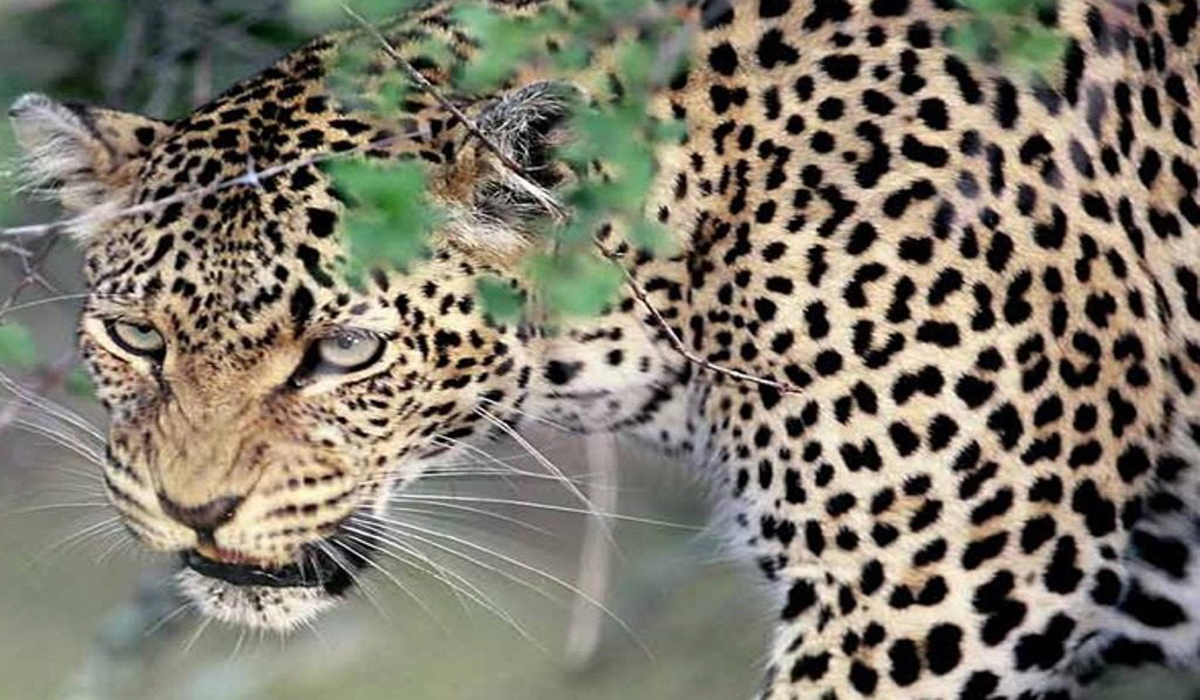 Woman killed in leopard attack in Pauri Garhwal - Pioneer Edge |  Uttarakhand News in English | Dehradun News Today| News Uttarakhand |  Uttarakhand latest news
