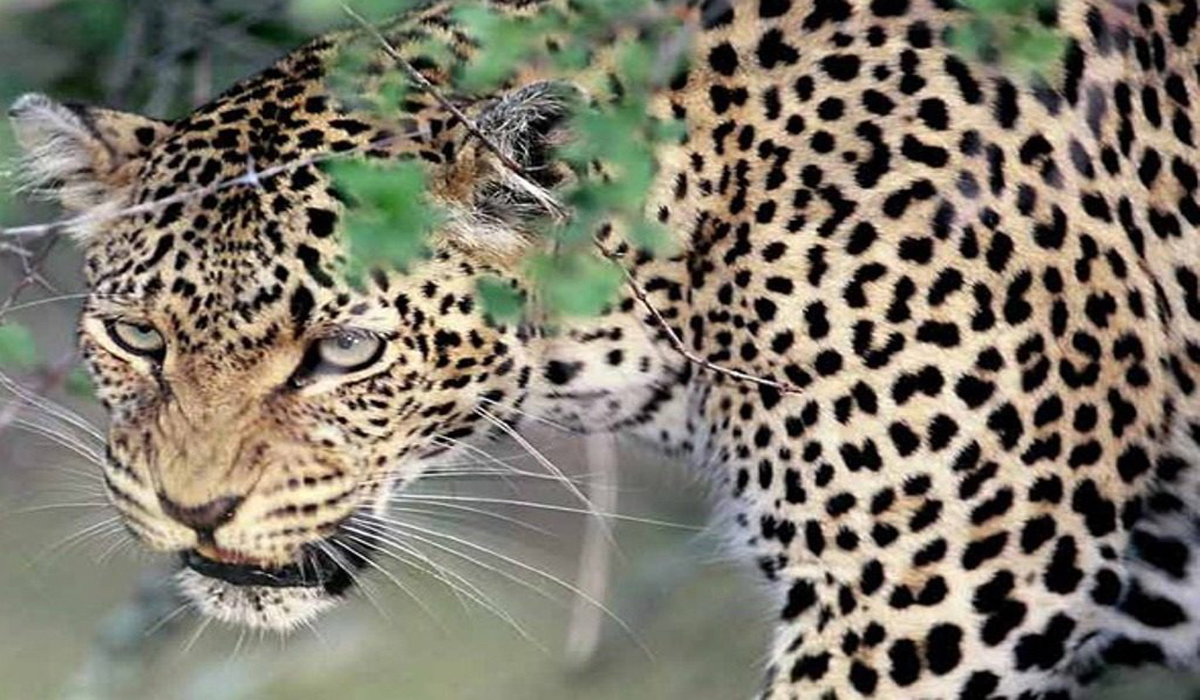 Woman killed in leopard attack in Pauri Garhwal - Pioneer Edge | Uttarakhand News in English | Dehradun News Today| News Uttarakhand | Uttarakhand latest news Woman killed in leopard attack in Pauri Garhwal - Pioneer Edge | Uttarakhand News in English | Dehradun News Today| News Uttarakhand | Uttarakhand latest news