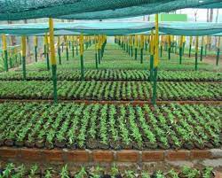 FRI trains Sri Lankan officials in high-tech forest nurseries
