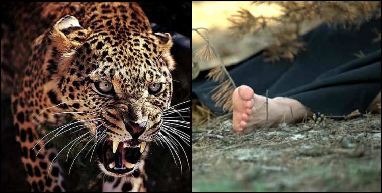 Leopard kills woman in Tehri village