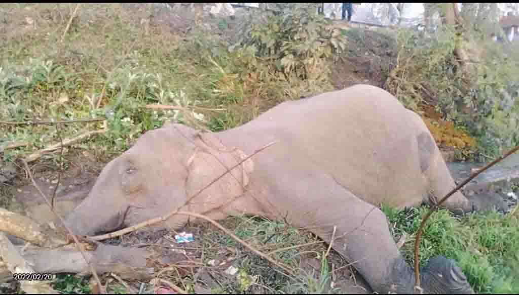 Elephant dies after being hit by train
