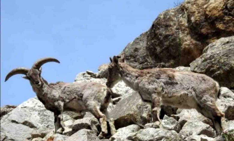Gangotri national park abuzz with visitors