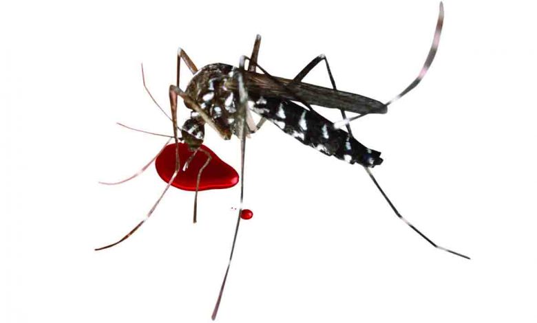 Health department gears up for dengue challenge