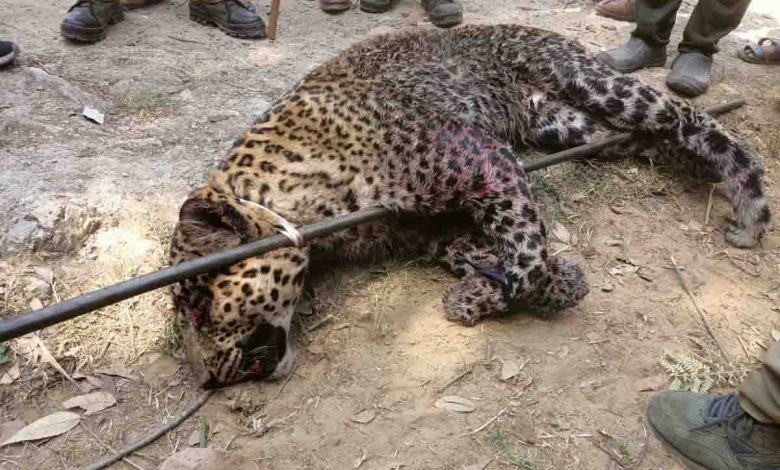 Leopard shot dead days after killing boy in Tehri village