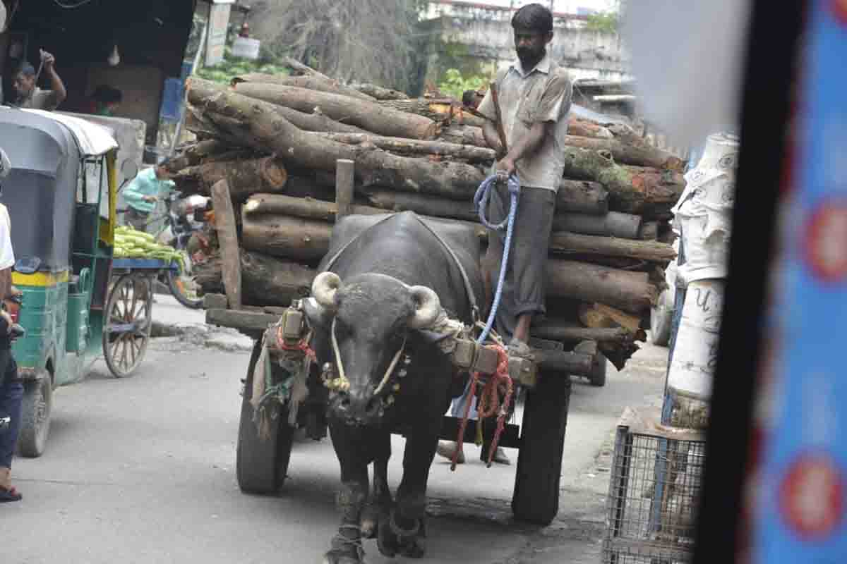 Officials directed to prevent abuse of working animals in Dehradun