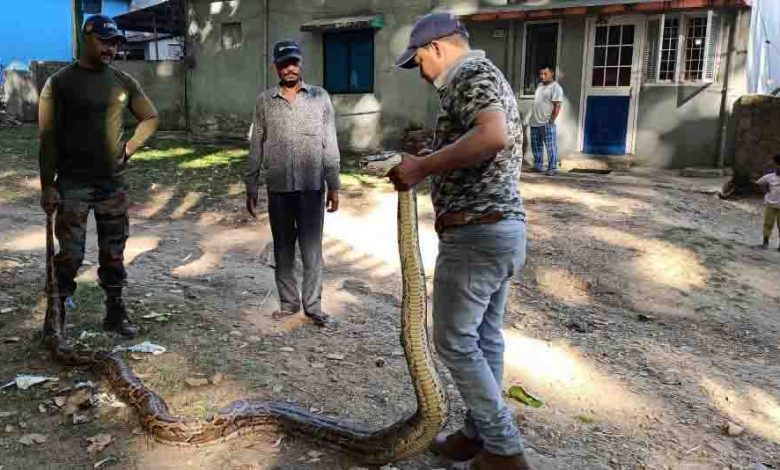Python rescued by Forest Department in Doon