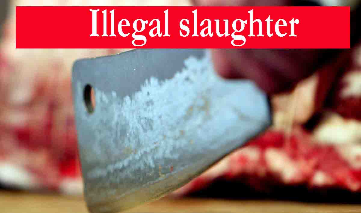 illegal slaughter