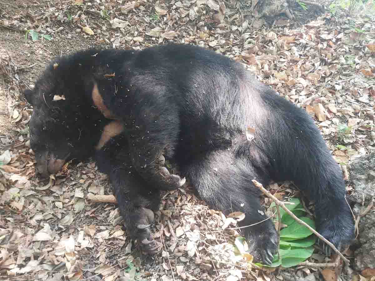 Bear kills another bear in Tehri village farm