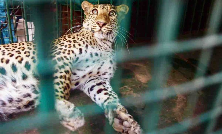 Gram Pradhan & 150 others booked for burning caged leopard