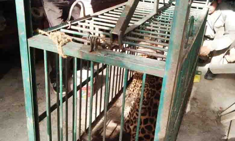 Leopard trapped a day after injuring three