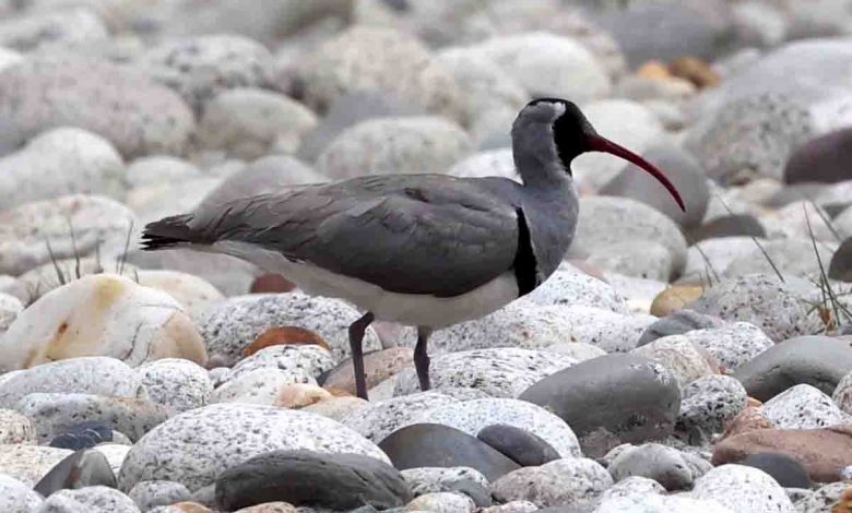 Eco-tour ascertains rich biodiversity of Gangotri landscape