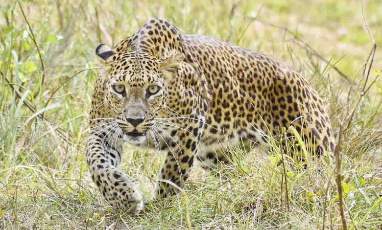 Leopard kills another woman in Pauri village