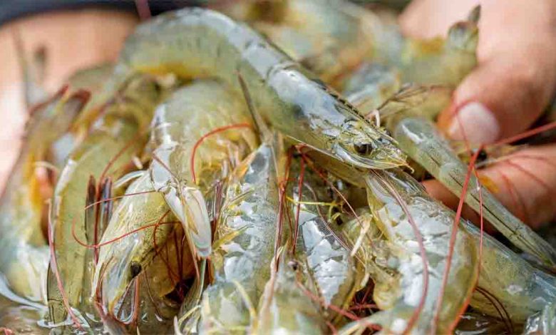 Tamil Nadu is sitting on Rs 50,000 crore aquaculture opportunity