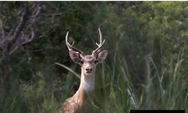 Askot wildlife sanctuary