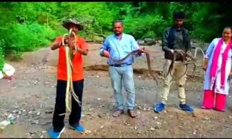 52 rescued snakes released in the jungle
