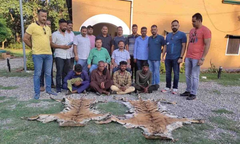 Four men nabbed with two tiger pelts