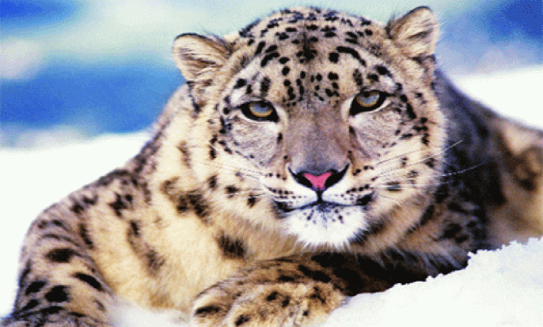 snow leopard