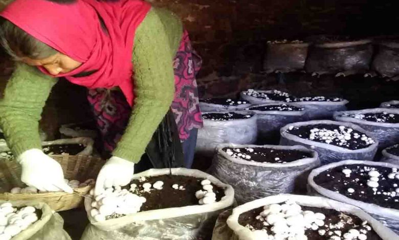 mushroom cultivation
