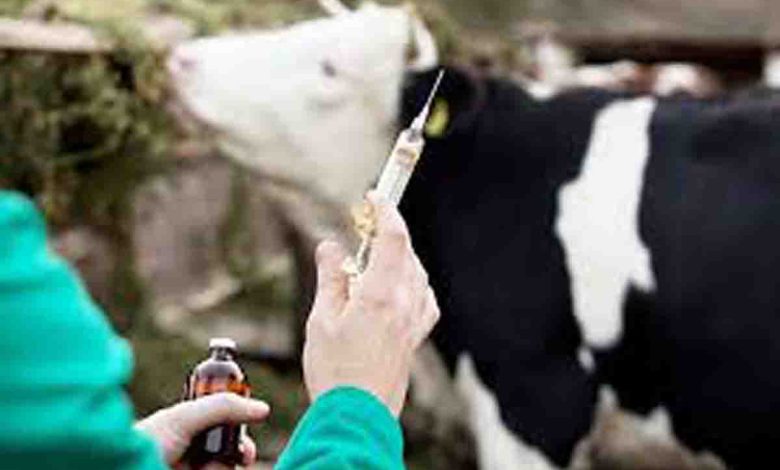 Authorities seal dairy for using oxytocin on milch cattle
