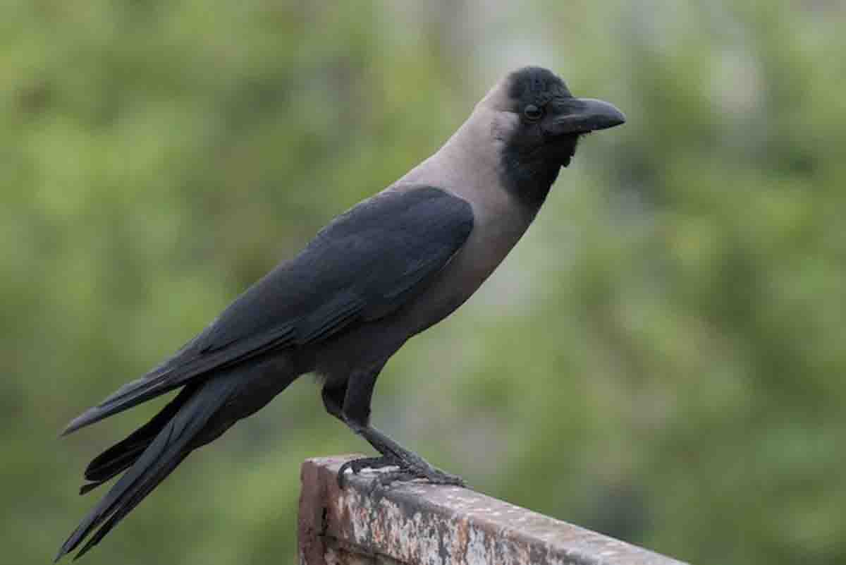 Elusive crows cause disappointment in Shraddh Paksh