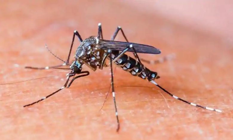 dengue_mosquito
