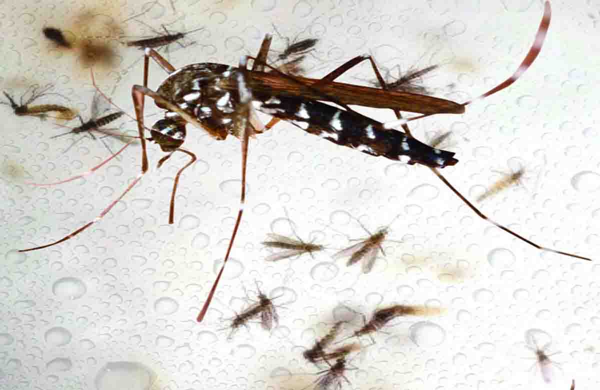 dengue hits